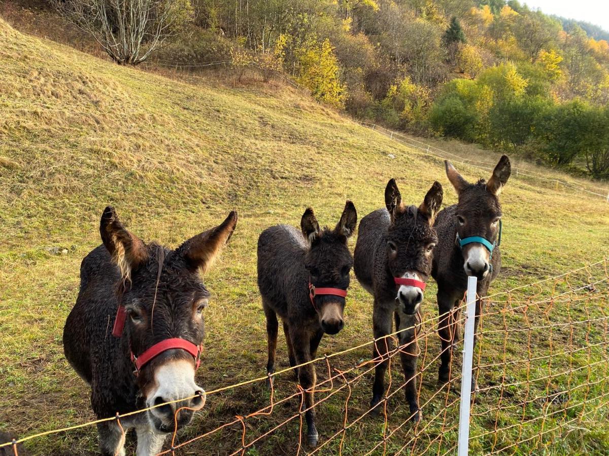 Baita Valtellina. Relax Nel Cuore Delle Alpi Гросио Екстериор снимка